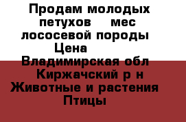 Продам молодых петухов (4 мес) лососевой породы › Цена ­ 600 - Владимирская обл., Киржачский р-н Животные и растения » Птицы   